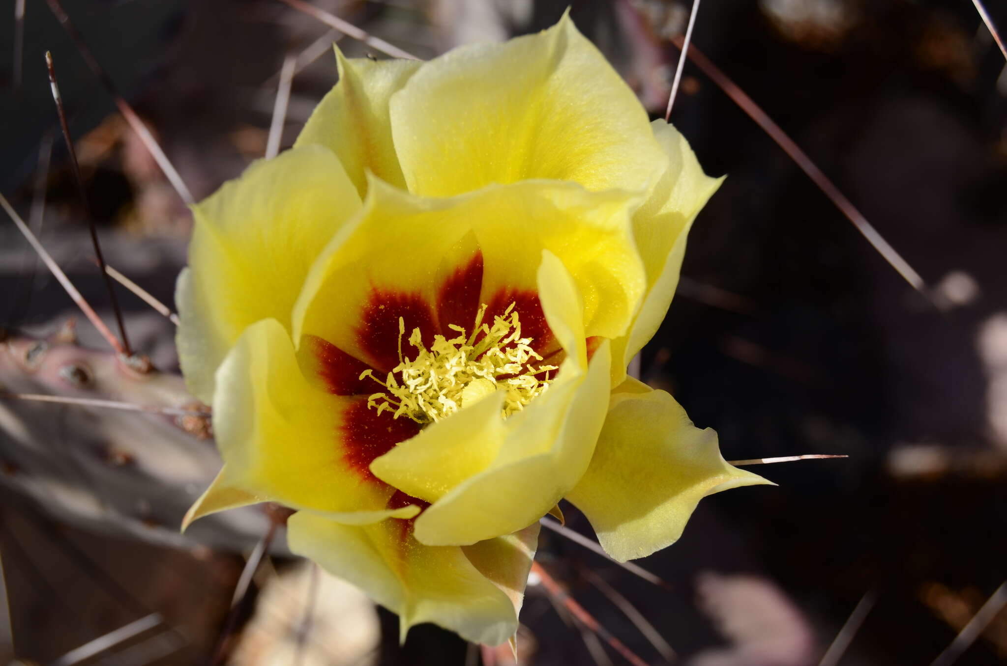 Image of Brownspine Pricklypear