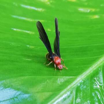 Image of <i>Solenopsis bicolor</i>