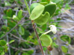 صورة Cyclophyllum tieaense Mouly