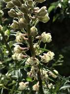 Image of California larkspur