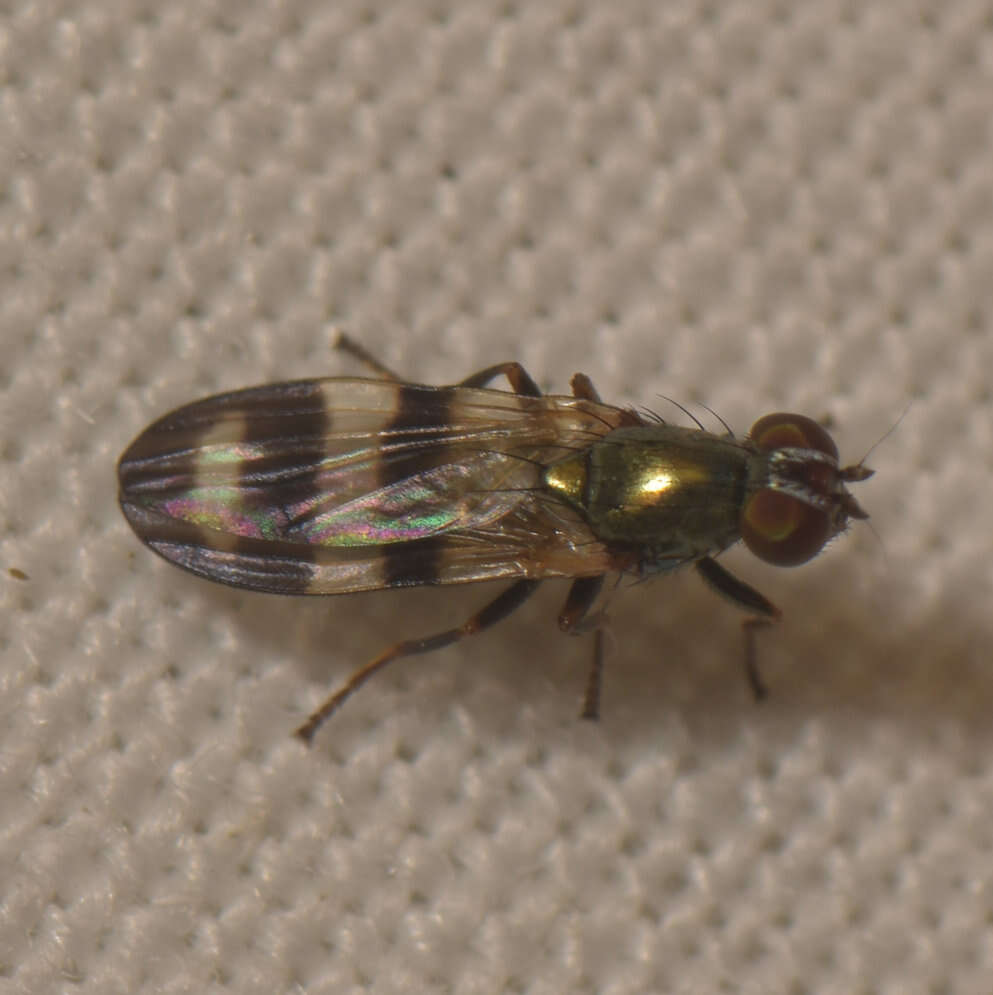 Image of cornsilk fly