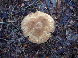 Image of Boletus atkinsonii Peck 1905