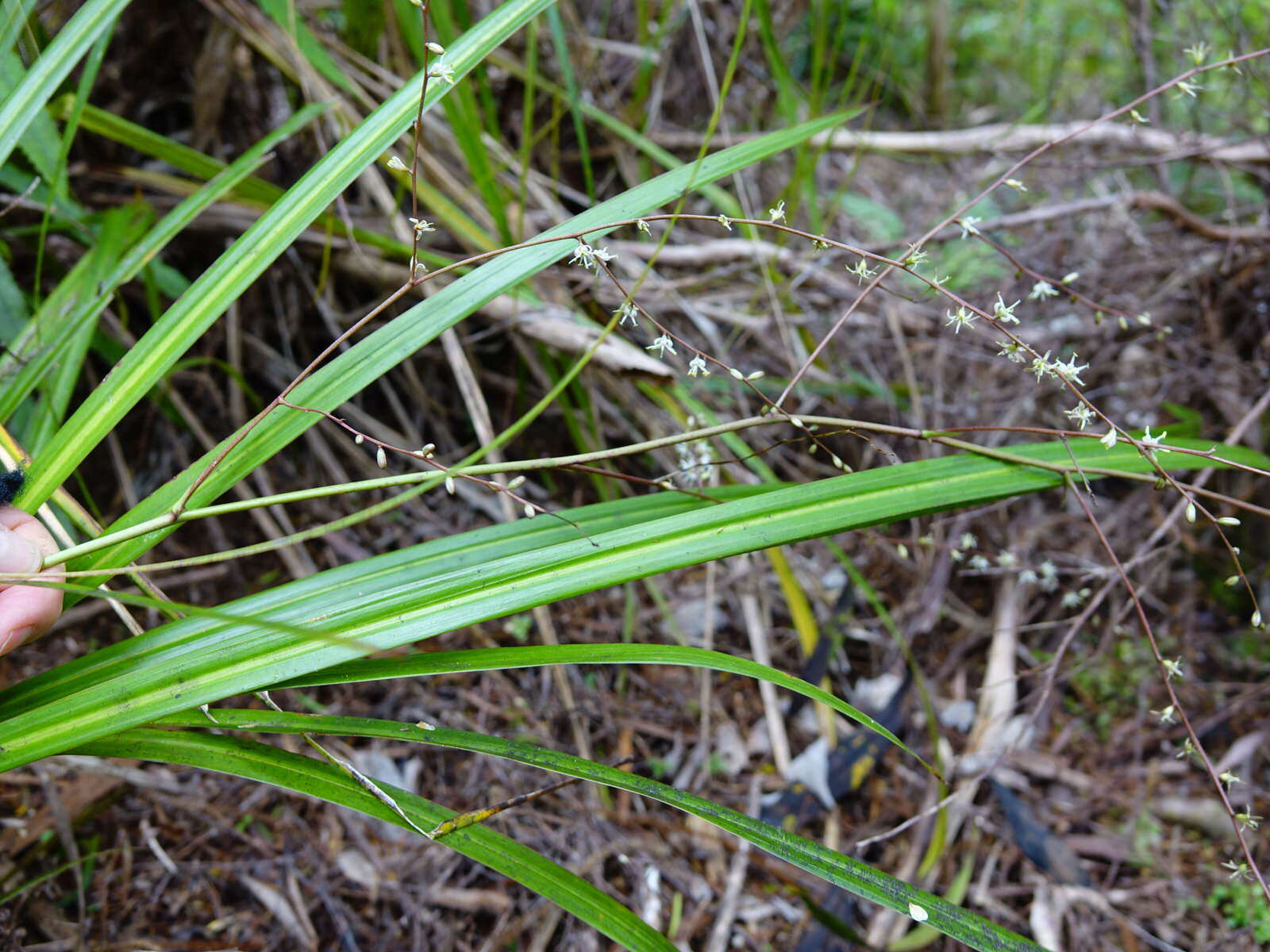 Image of Cordyline pumilio Hook. fil.