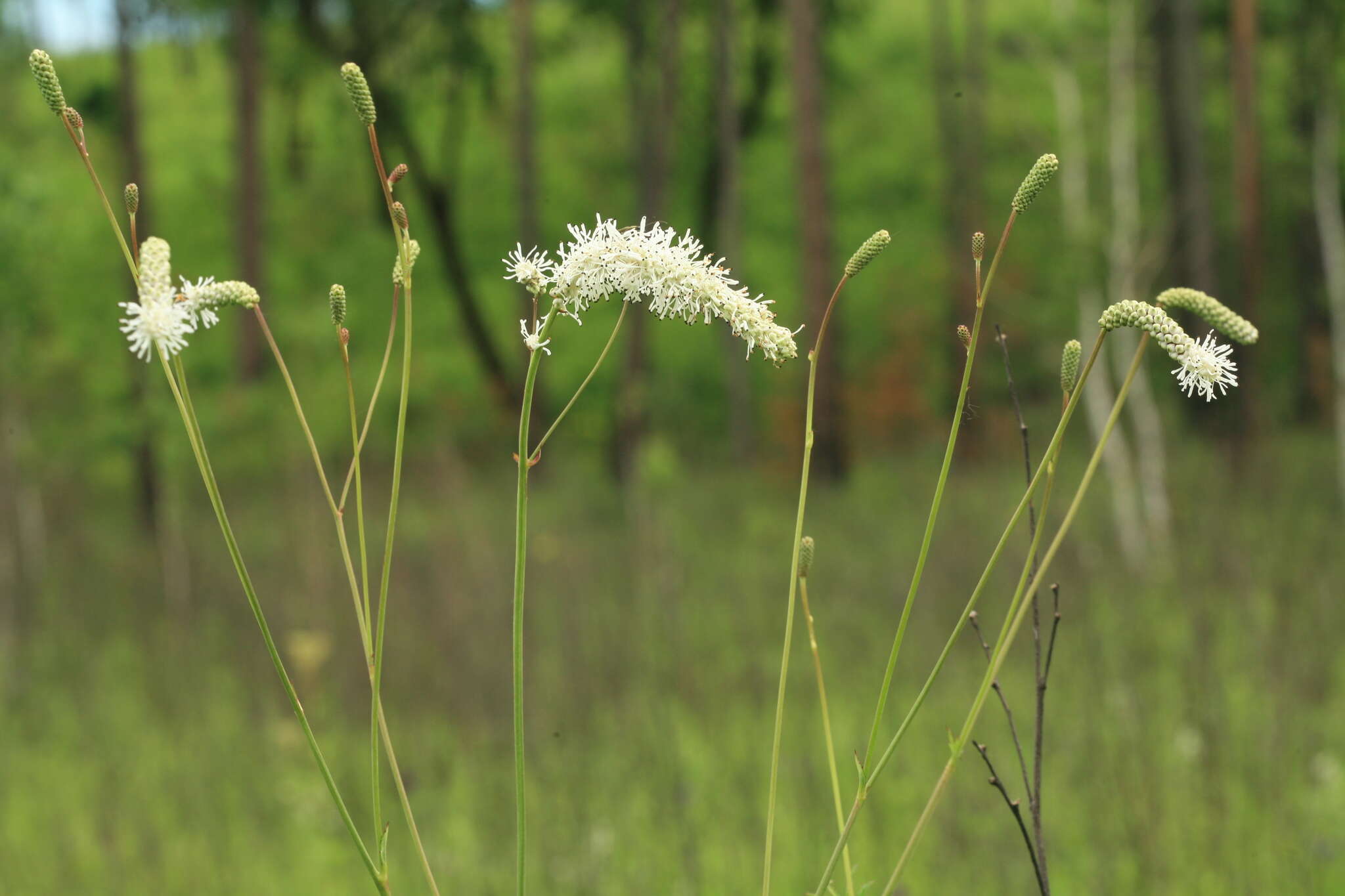 Image of Poterium tenuifolium var. alba (Trautv. & C. A. Mey.)