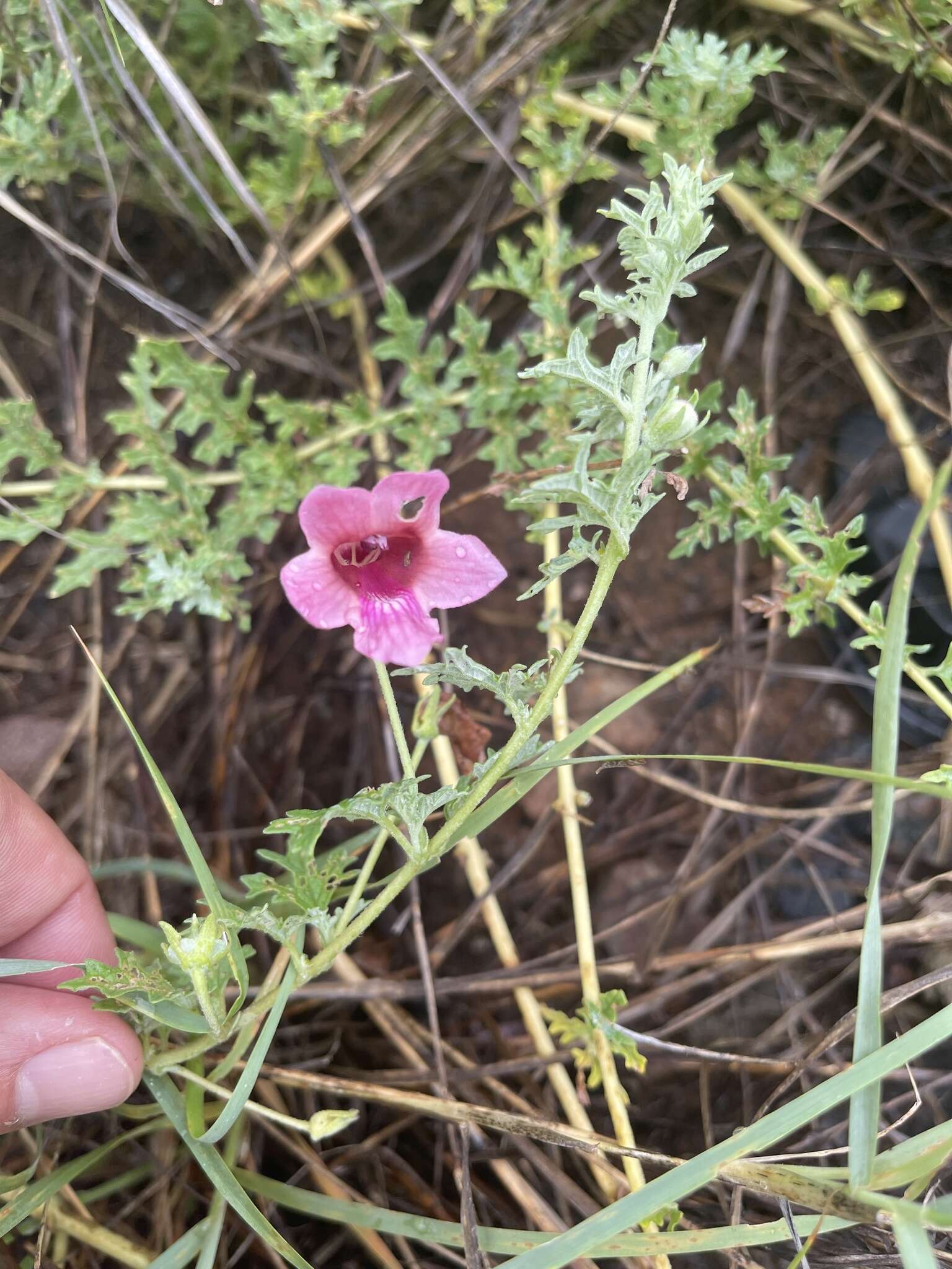 Plancia ëd Dicerocaryum senecioides (Klotzsch) Abels