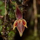 Image of Pleurothallis orecta Luer & R. Escobar