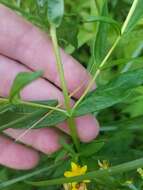 Sivun Hypericum adpressum W. C. P. Barton kuva