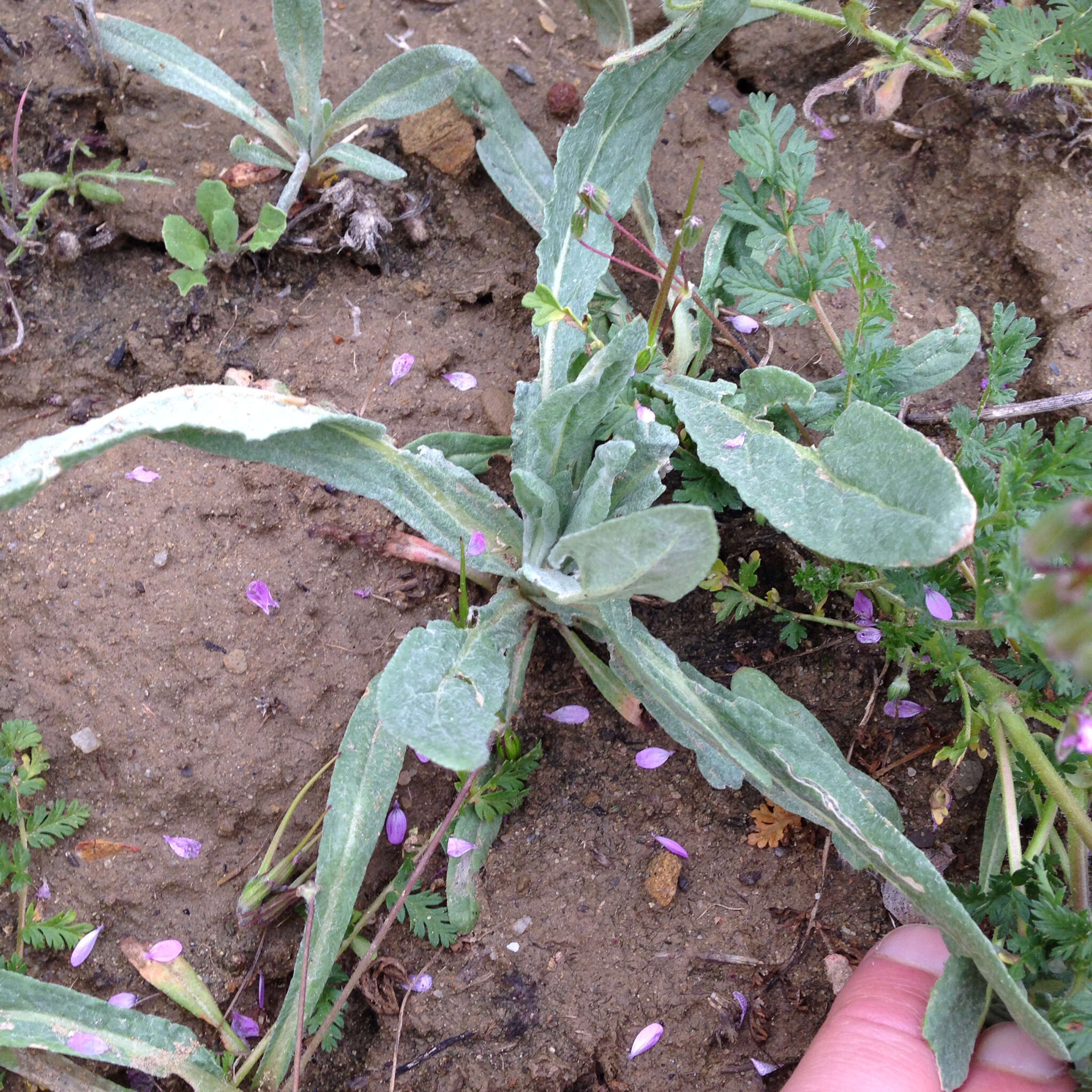 Image of Idria buckwheat