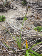 Image of Alaska Blue-Eyed-Grass