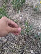 Pappophorum bicolor E. Fourn. resmi