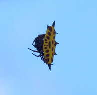 Image of Gasteracantha taeniata (Walckenaer 1841)