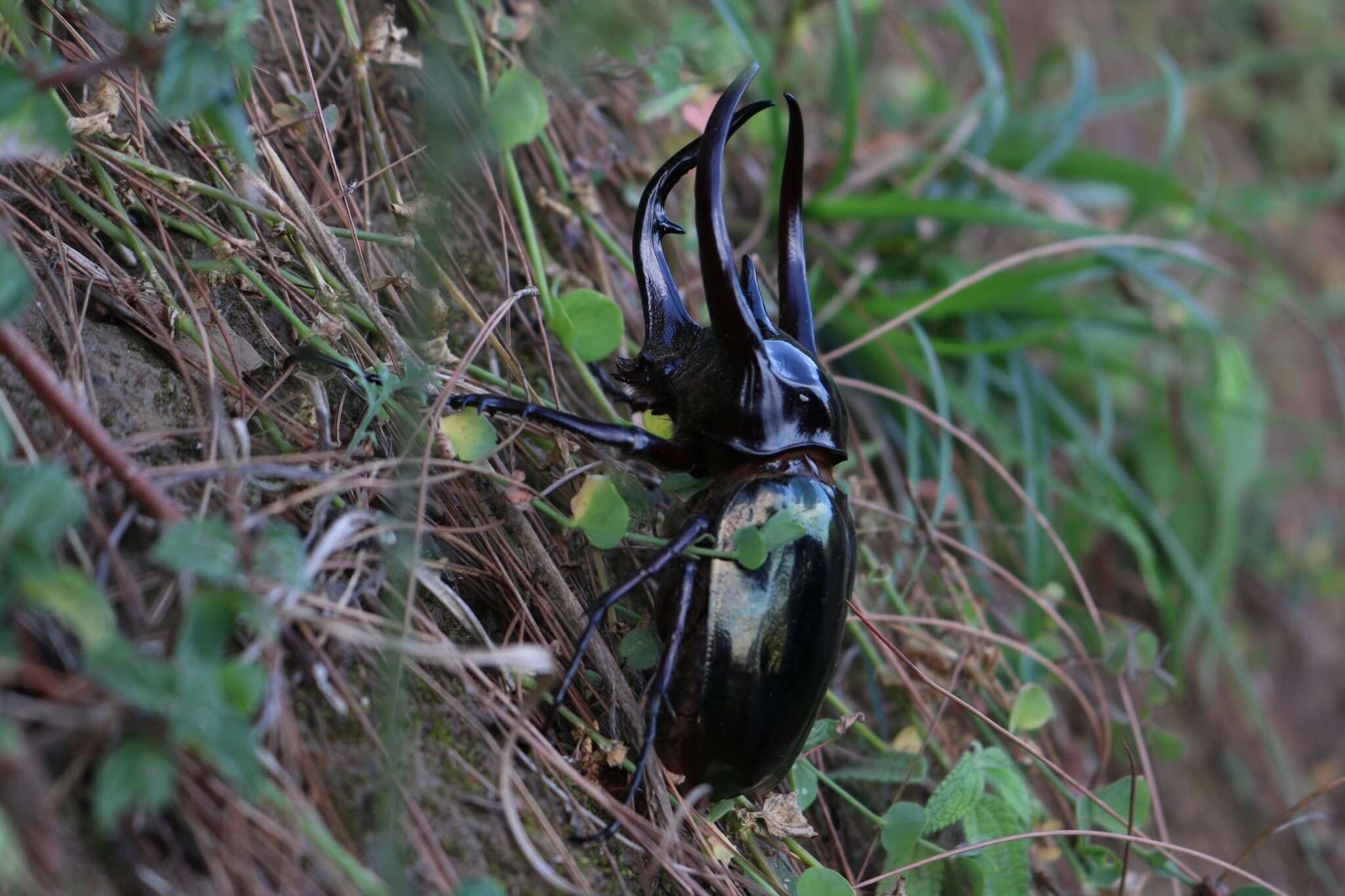 Image of Chalcosoma chiron (Olivier 1789)