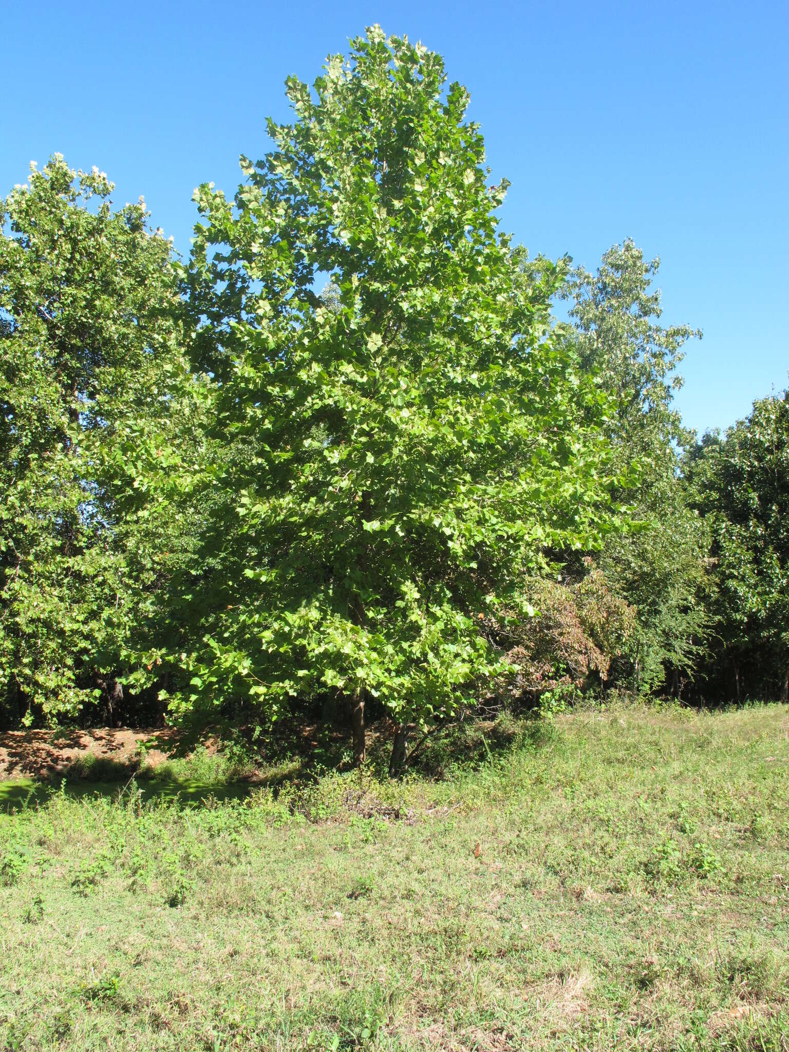 Image of American sycamore