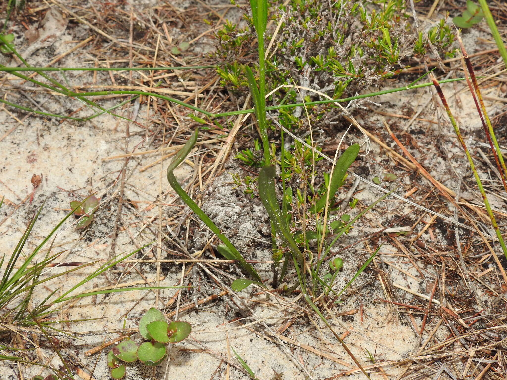 Слика од Goodenia stelligera R. Br.