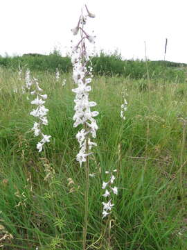 Delphinium carolinianum subsp. virescens (Nutt.) R. E. Brooks的圖片