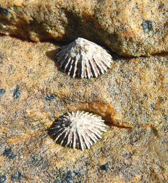 Image of Siphonaria concinna G. B. Sowerby I 1823