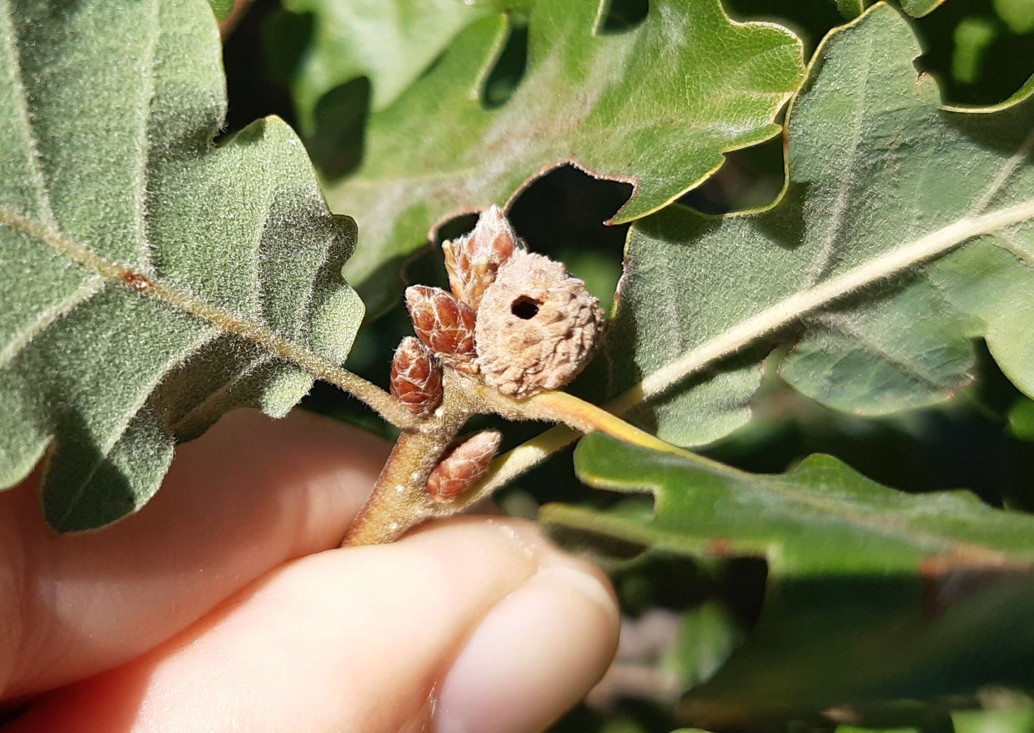 Image of <i>Andricus caliciformis</i>