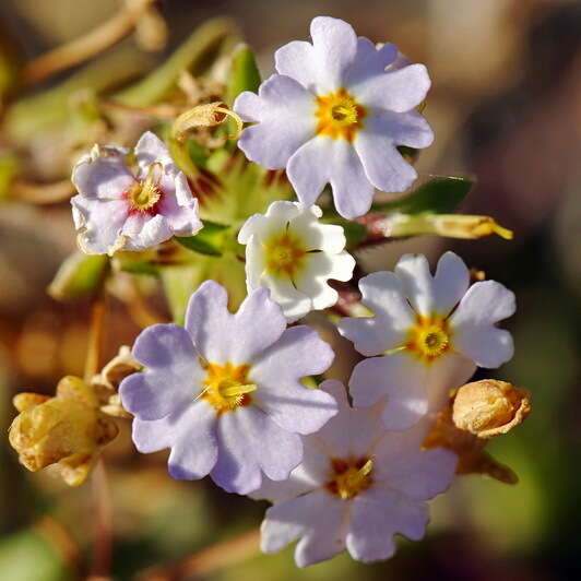 Image of Zaluzianskya villosa F. W. Schmidt