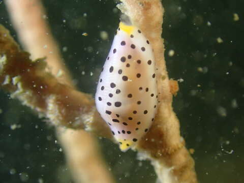 Image of Cuspivolva habui (C. N. Cate 1973)