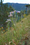 Plancia ëd Aster amellus subsp. bessarabicus (Rchb.) Soó