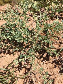 Chenopodium incanum (S Wats.) Heller的圖片