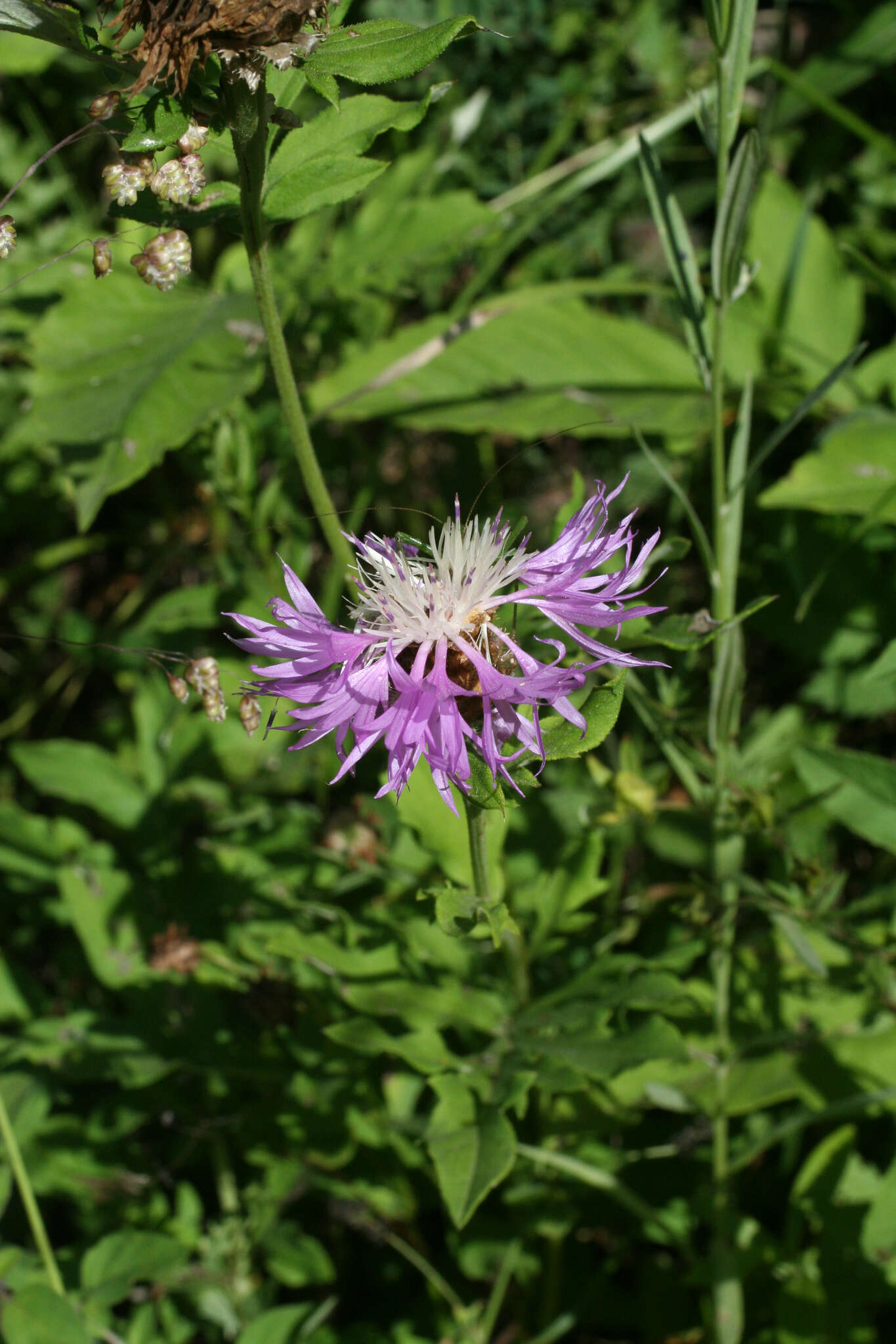 Image of Centaurea cheiranthifolia subsp. willdenowii (Czer.) A. D. Mikheev