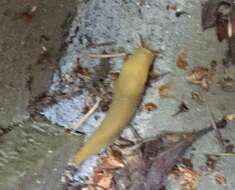 Image of California Banana Slug