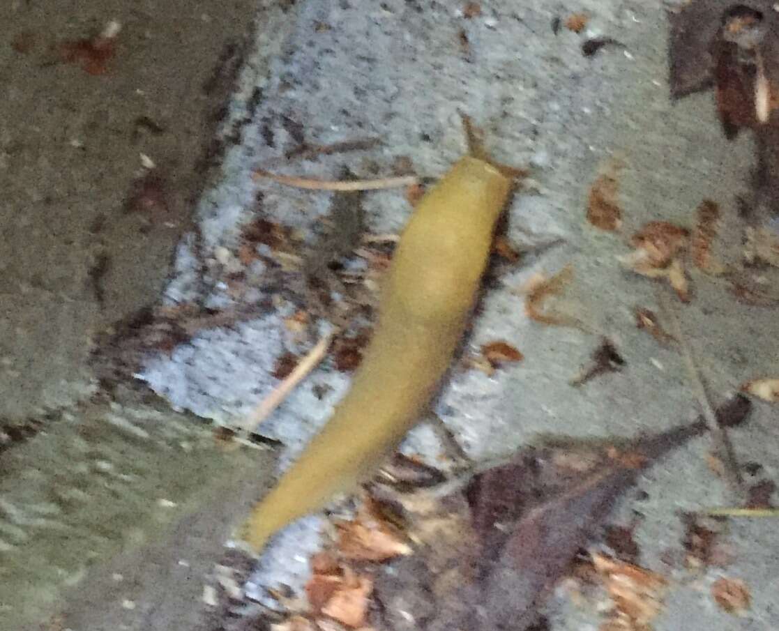 Image of California Banana Slug