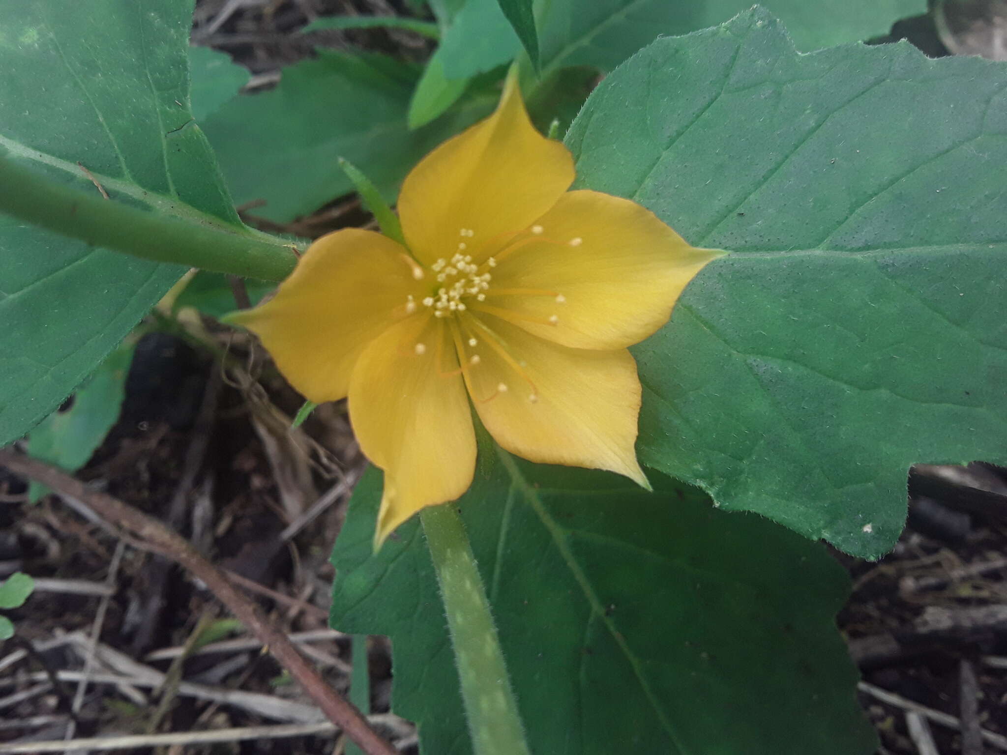 Image of Mentzelia scabra Kunth