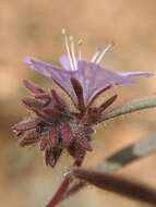 Phacelia exilis (A. Gray) G. J. Lee的圖片