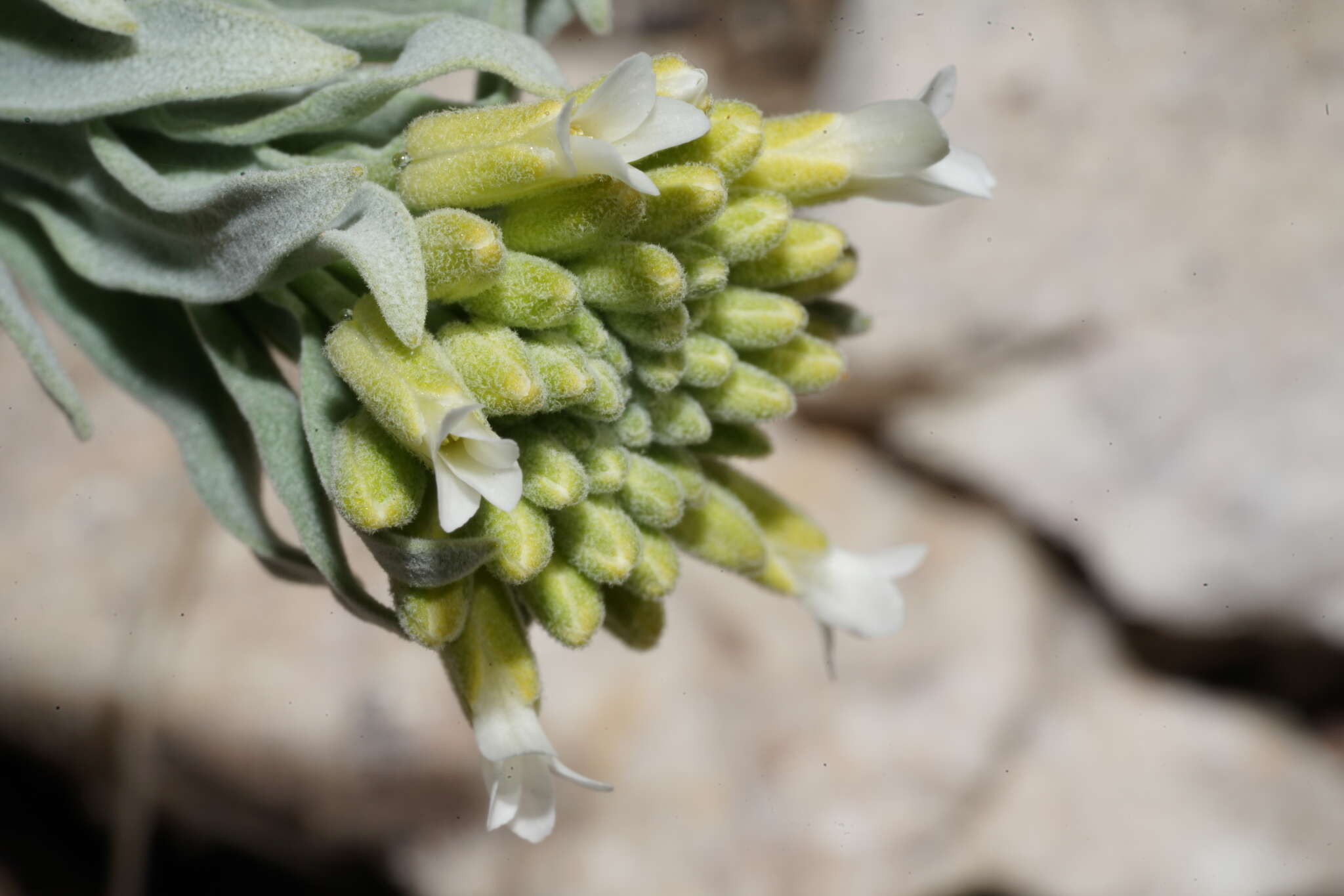 Image of Shockley's rockcress