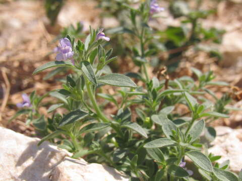 Sivun Chaenorhinum litorale (Bernh. ex Willd.) Fritsch kuva