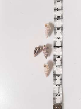 Image of Cerithium lividulum Risso 1826