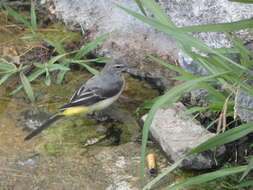 Image of Motacilla cinerea schmitzi Tschusi 1900