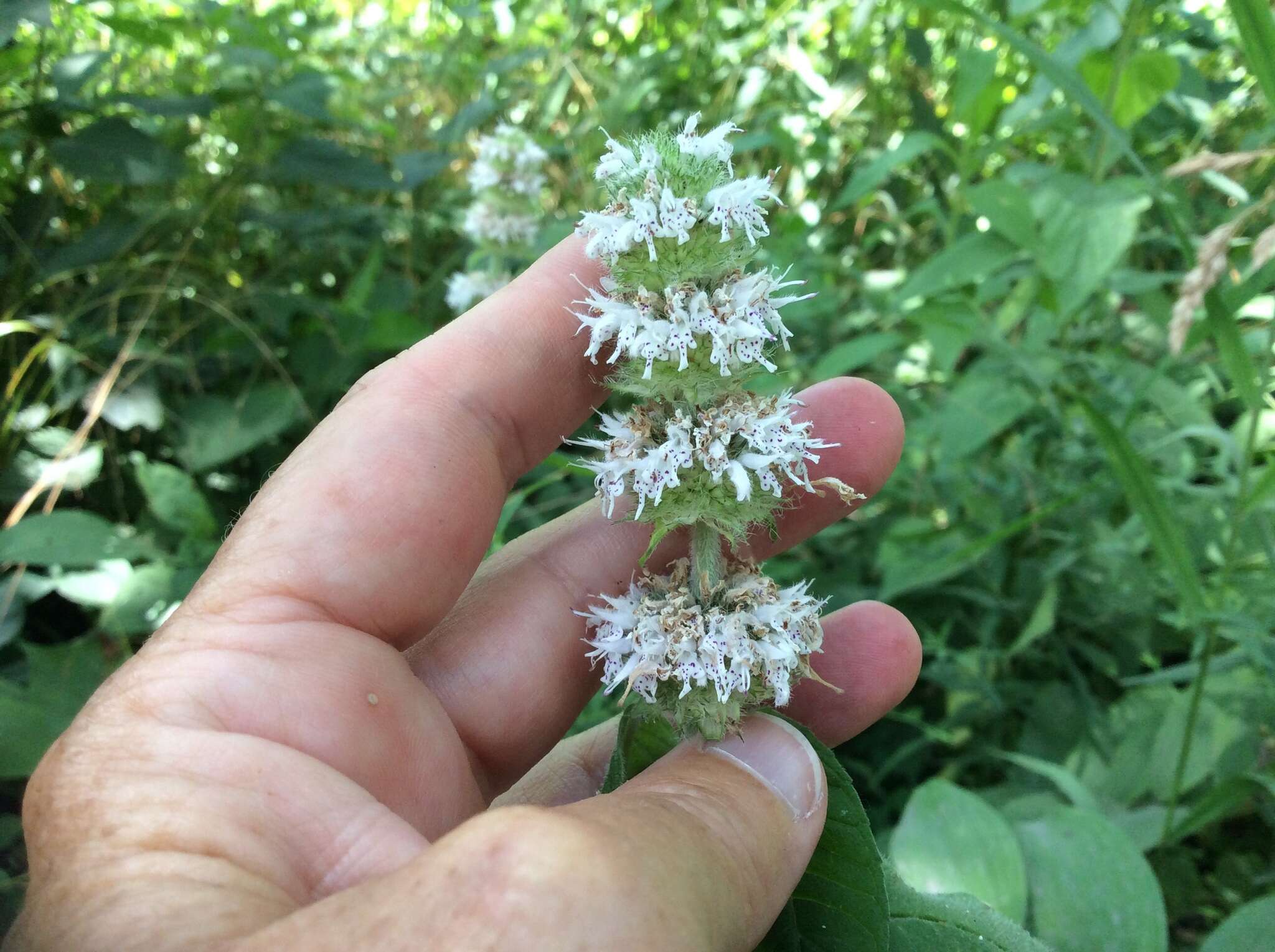 Image of hairy pagoda-plant