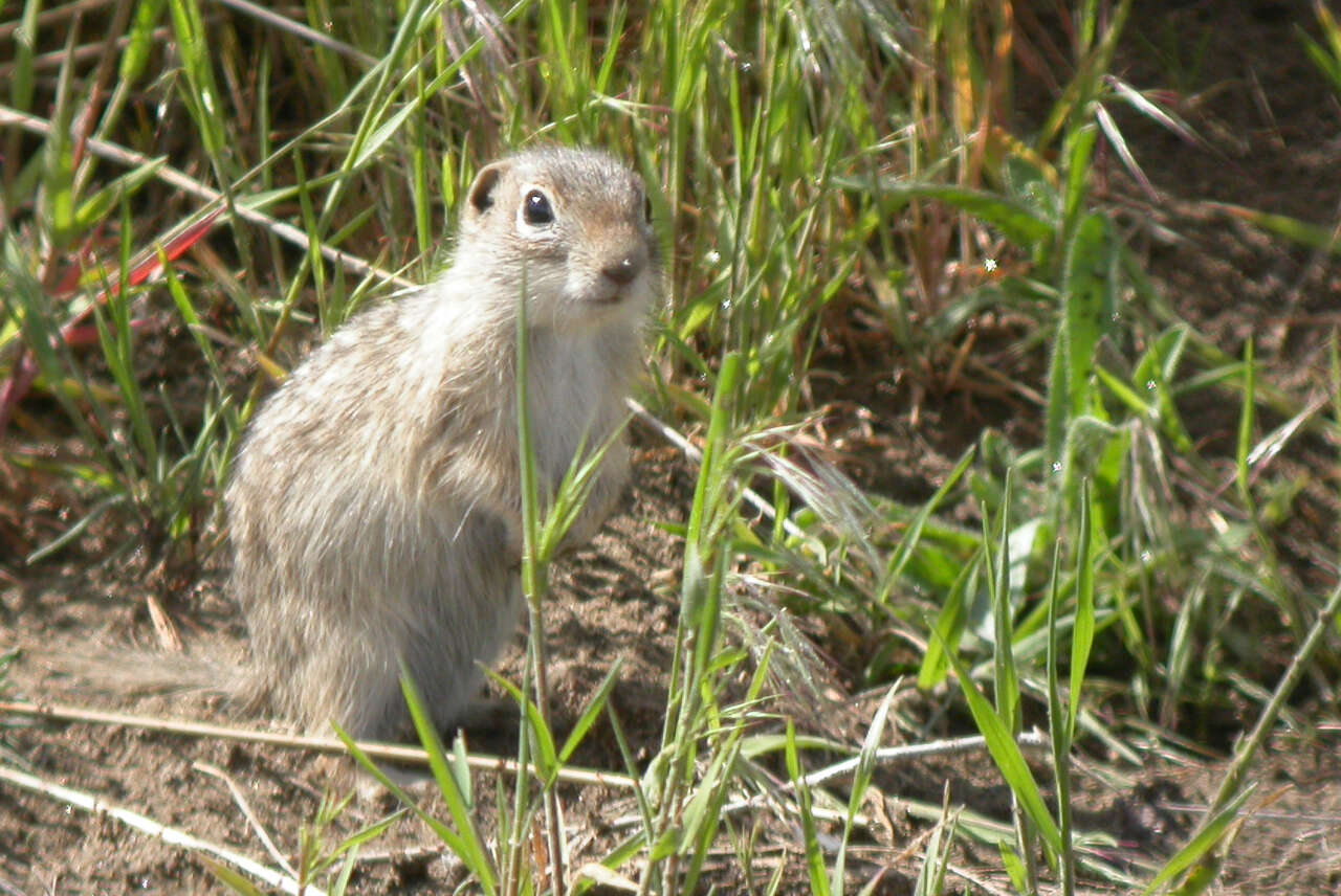 Image of Washington ground squirrel