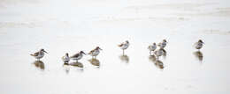 Image of Calidris alpina sakhalina (Vieillot 1816)