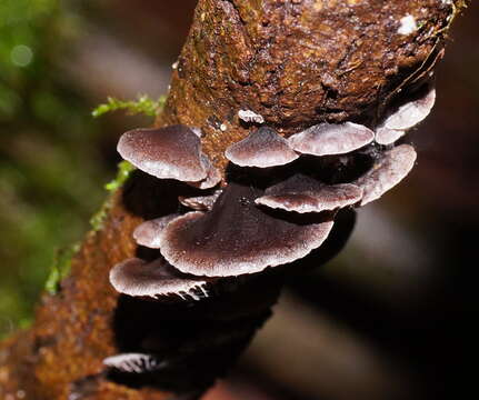 Image of Resupinatus cinerascens (Cleland) Grgur. 1997