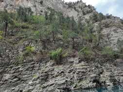 Plancia ëd Juniperus excelsa subsp. polycarpos (K. Koch) Takht.