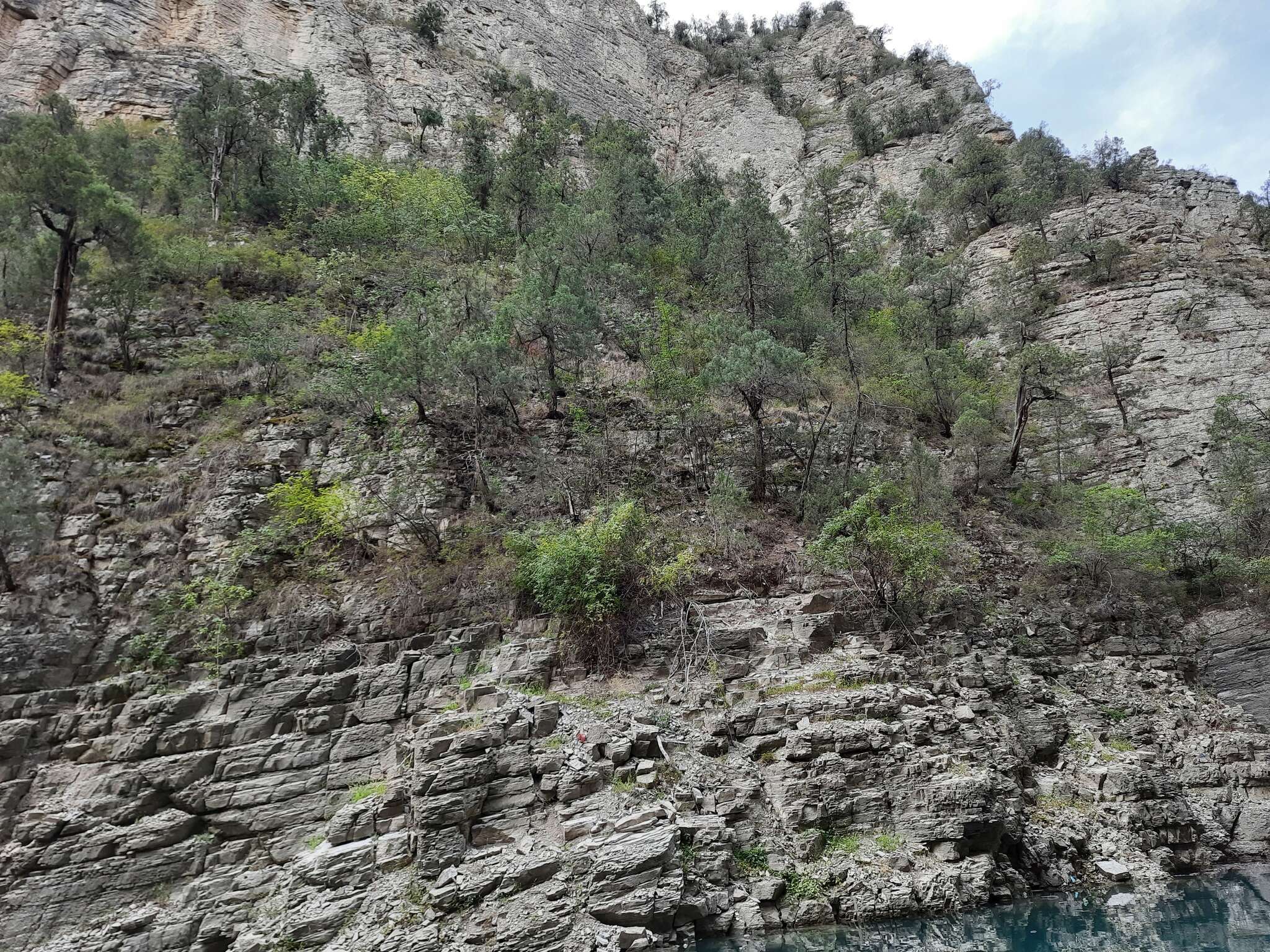 Plancia ëd Juniperus excelsa subsp. polycarpos (K. Koch) Takht.