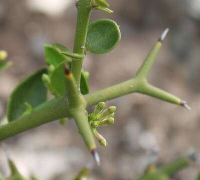 Image de Carissa haematocarpa (Eckl.) A. DC.