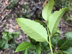 Image of Denhamia bilocularis (F. Müll.) M. P. Simmons