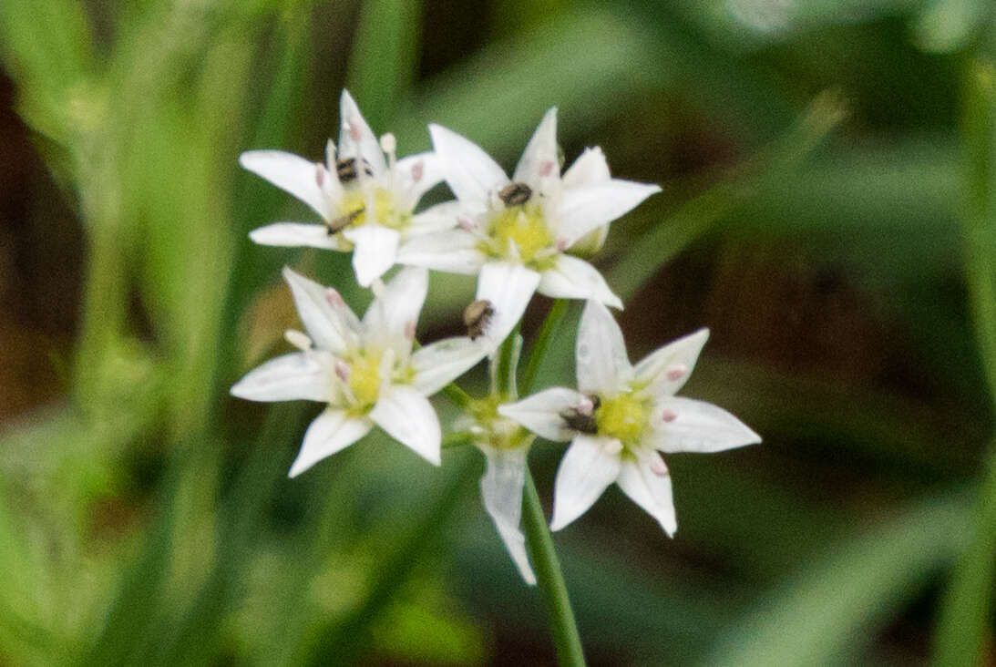 Allium plummerae S. Watson的圖片