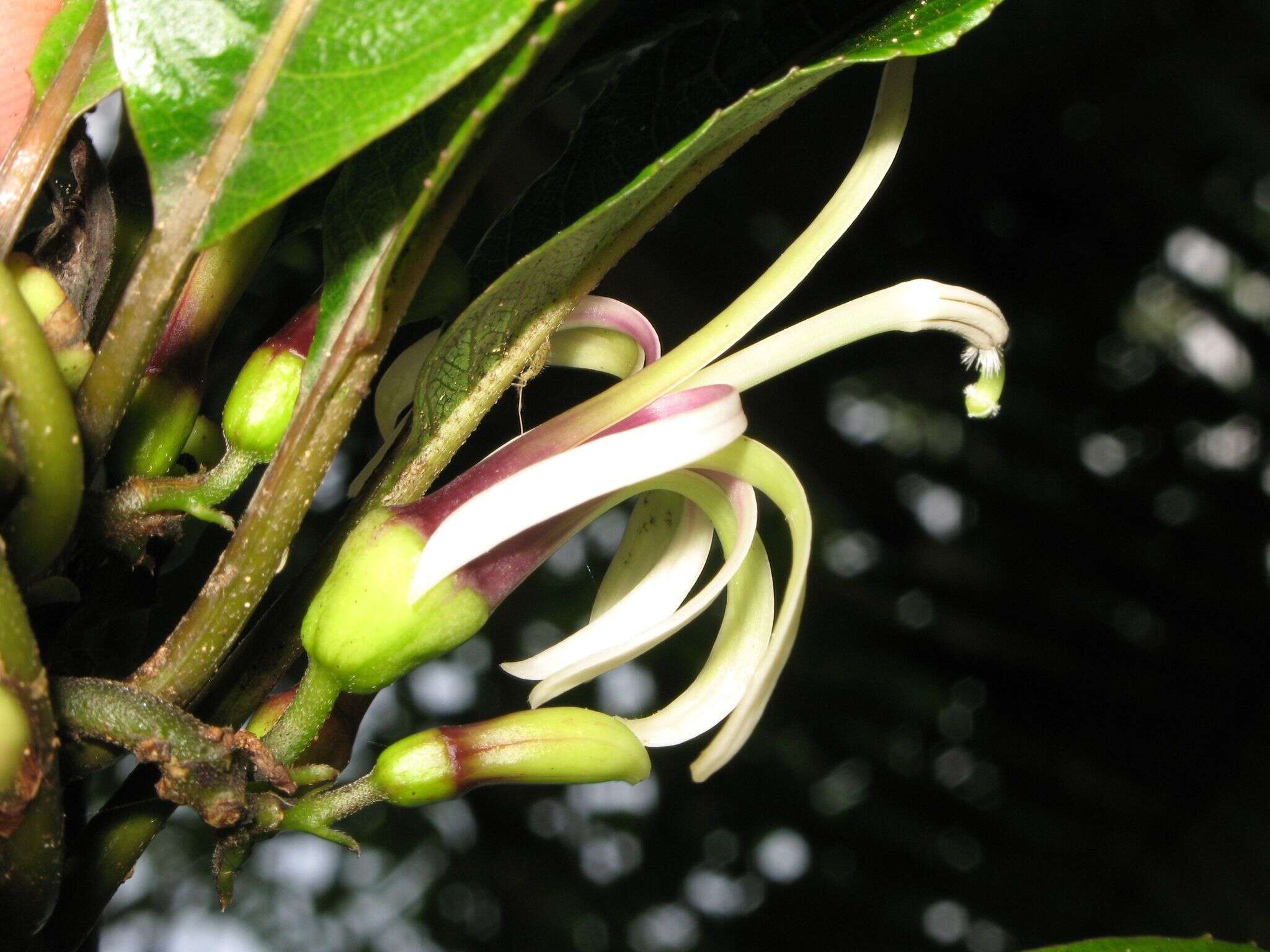 Image of Small-Flower Clermontia