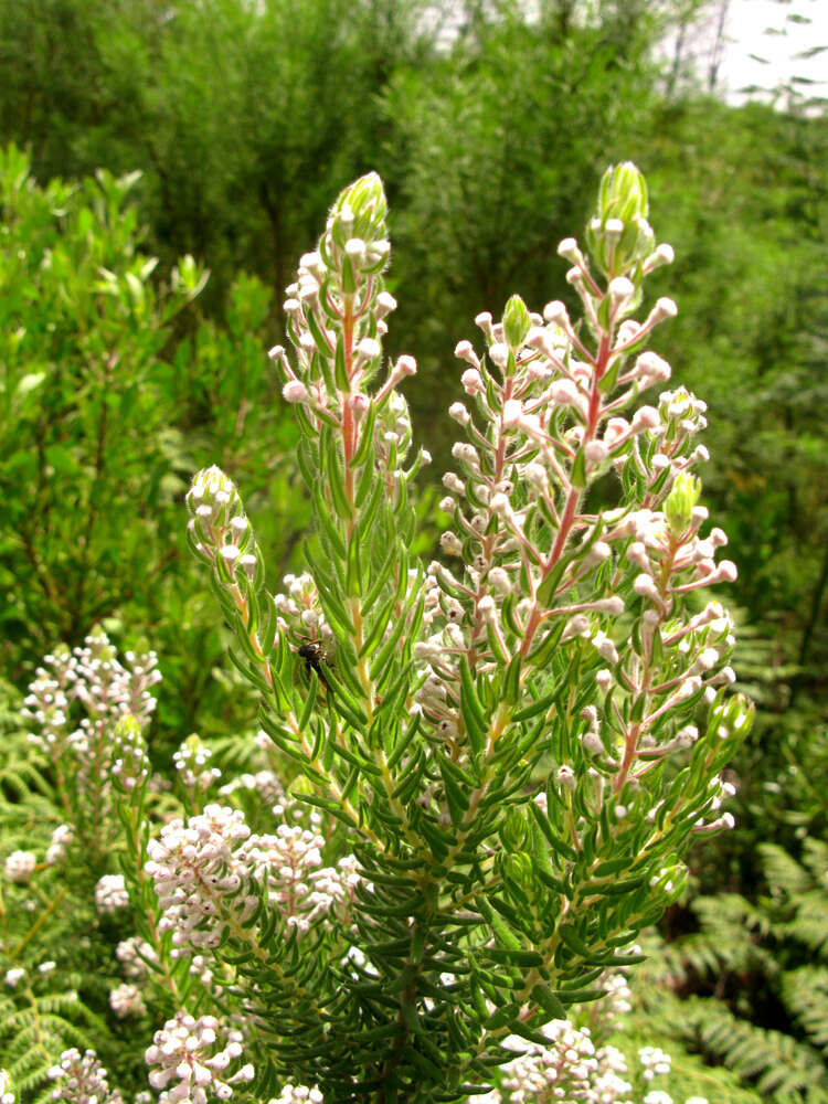 Image of Phylica pinea Thunb.