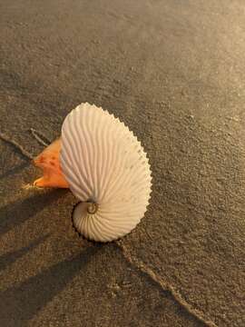 Image of argonauts and paper nautiluses