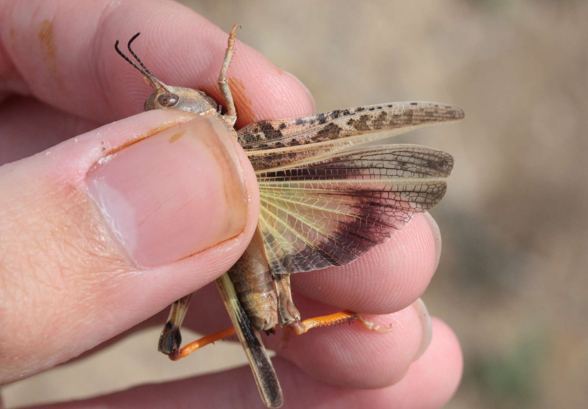 Plancia ëd Sticthippus californicus (Scudder & S. H. 1892)