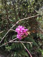 Image of Epidendrum arachnoglossum Rchb. fil. ex André