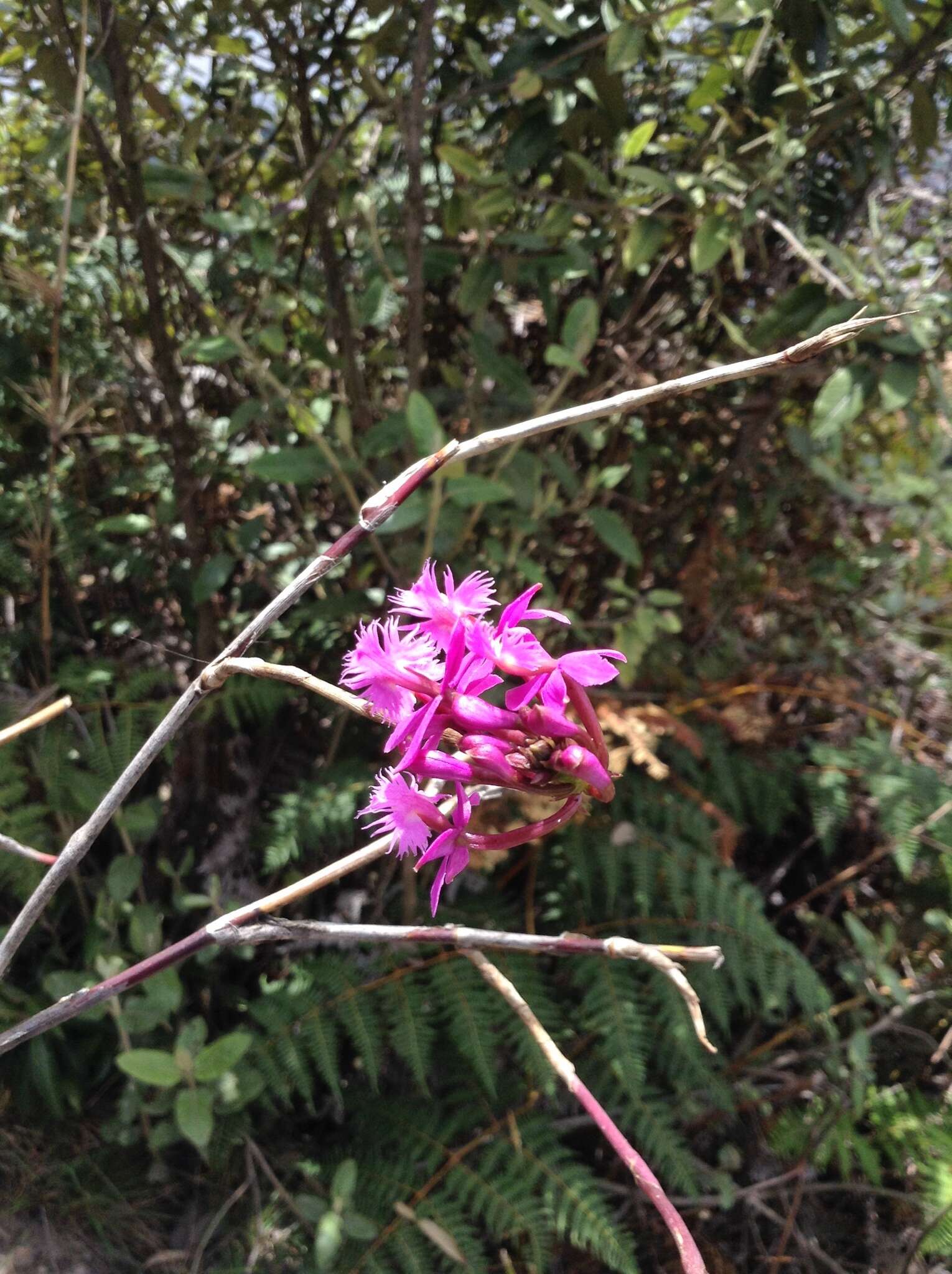 Image of Epidendrum arachnoglossum Rchb. fil. ex André