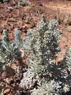 Imagem de Artemisia gorgonum Webb